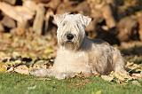 IRISH WHEATEN TERRIER 013